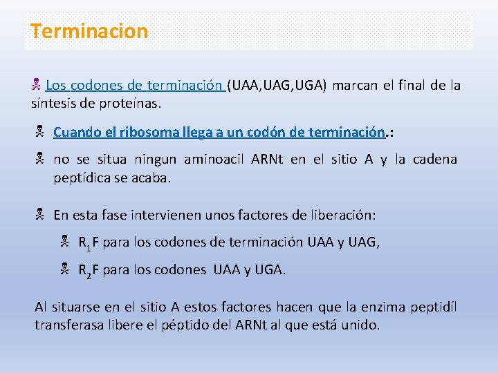 Terminacion Los codones de terminación (UAA, UAG, UGA) marcan el final de la síntesis