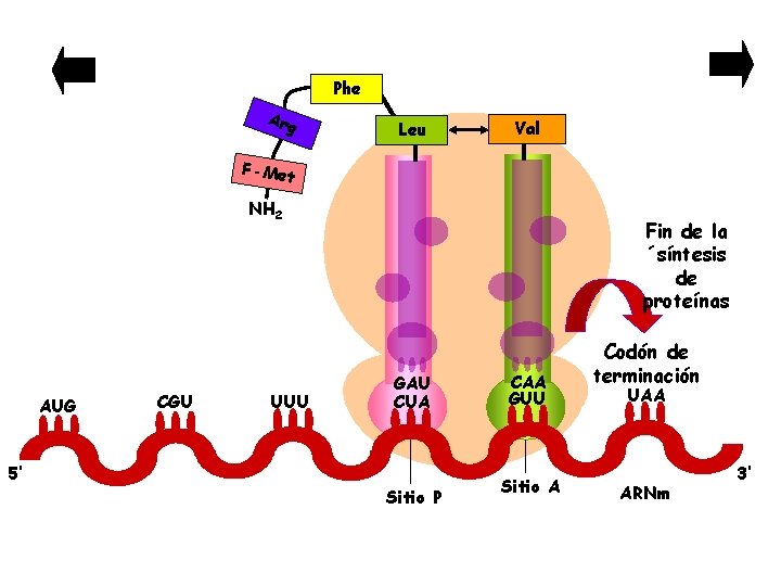 Phe Arg Leu Val F-Met NH 2 AUG 5’ CGU UUU Fin de la