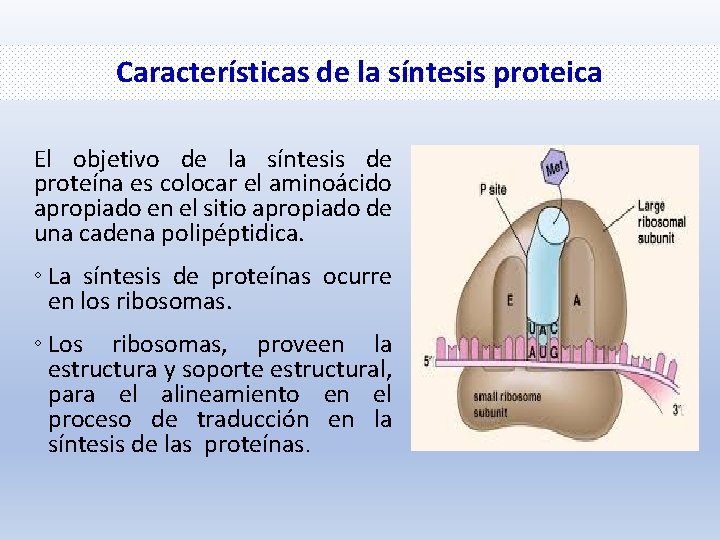 Características de la síntesis proteica El objetivo de la síntesis de proteína es colocar