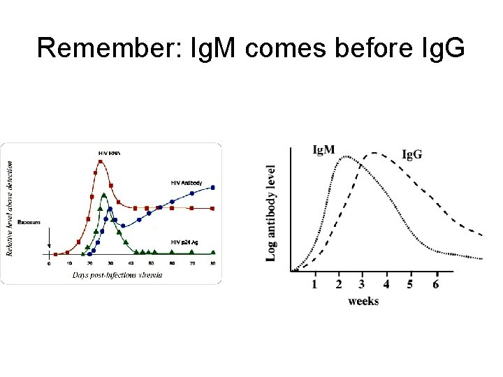 Remember: Ig. M comes before Ig. G 