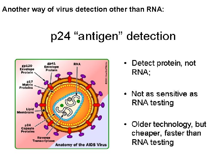 Another way of virus detection other than RNA: 