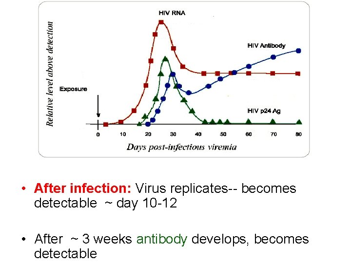  • After infection: Virus replicates-- becomes detectable ~ day 10 -12 • After