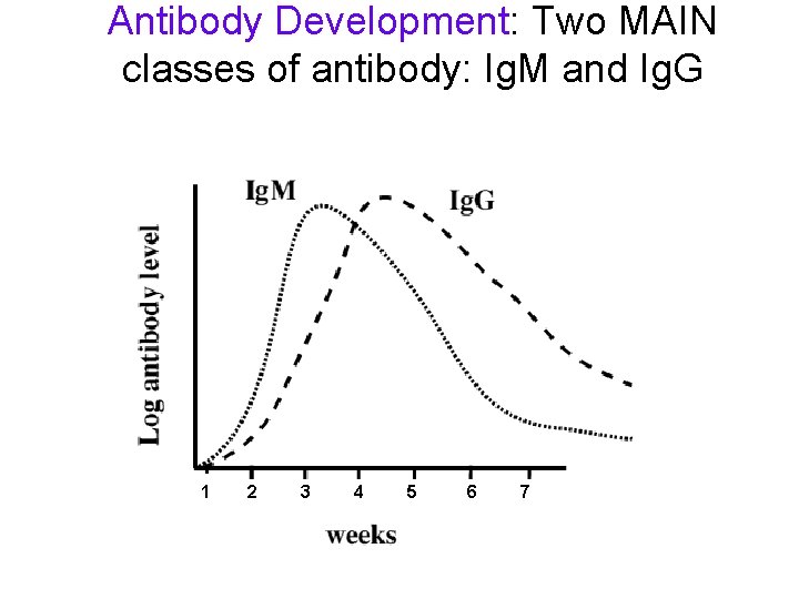 Antibody Development: Two MAIN classes of antibody: Ig. M and Ig. G 1 2