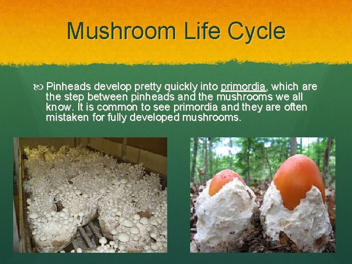 Mushroom Life Cycle Pinheads develop pretty quickly into primordia, which are the step between