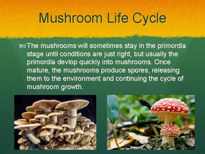 Mushroom Life Cycle The mushrooms will sometimes stay in the primordia stage until conditions