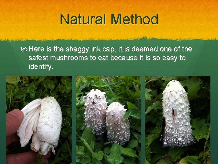 Natural Method Here is the shaggy ink cap, It is deemed one of the