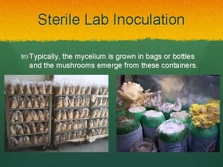Sterile Lab Inoculation Typically, the mycelium is grown in bags or bottles and the