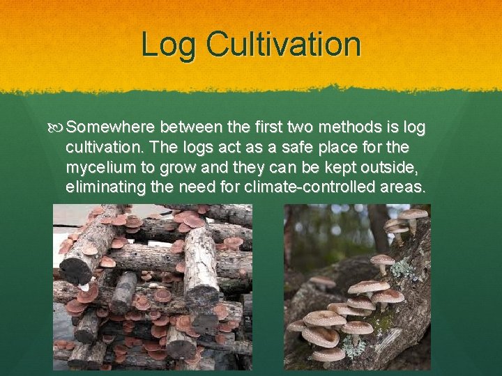 Log Cultivation Somewhere between the first two methods is log cultivation. The logs act