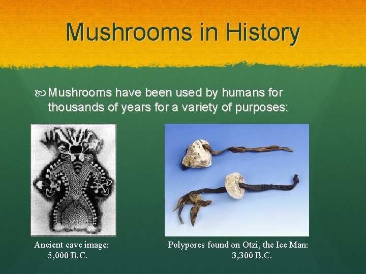 Mushrooms in History Mushrooms have been used by humans for thousands of years for