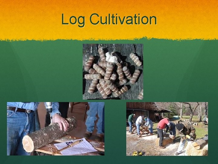 Log Cultivation 