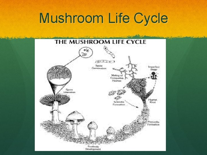 Mushroom Life Cycle 