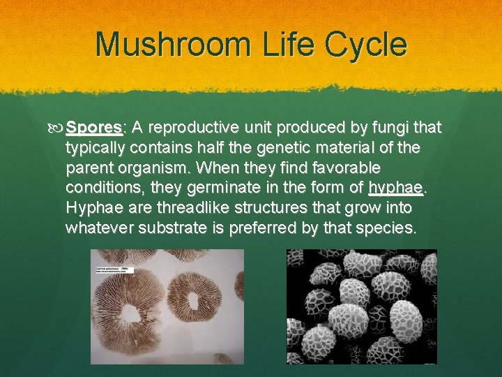 Mushroom Life Cycle Spores: A reproductive unit produced by fungi that typically contains half