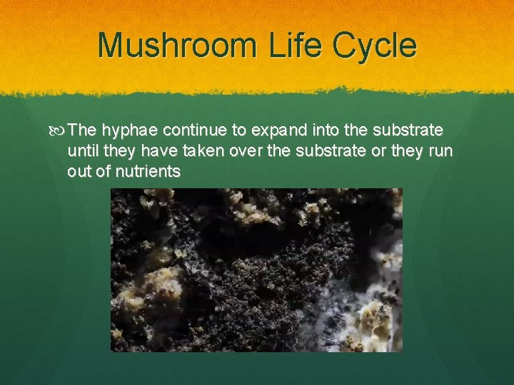 Mushroom Life Cycle The hyphae continue to expand into the substrate until they have