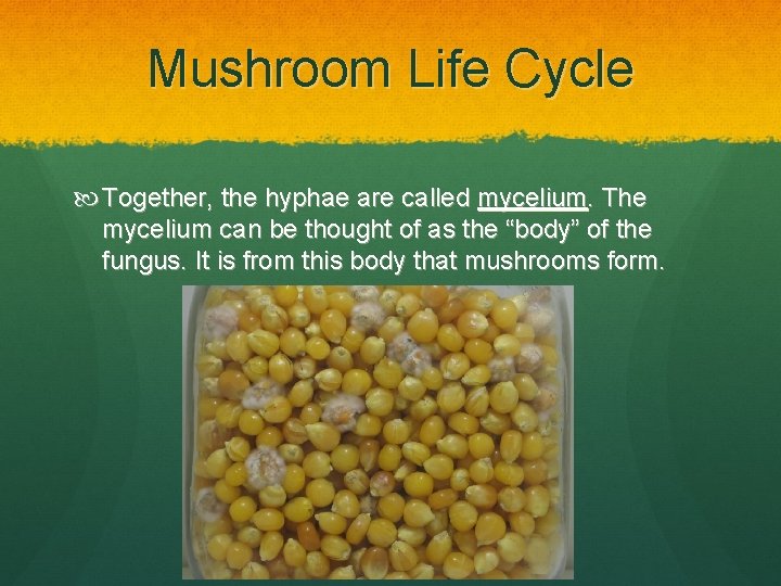 Mushroom Life Cycle Together, the hyphae are called mycelium. The mycelium can be thought