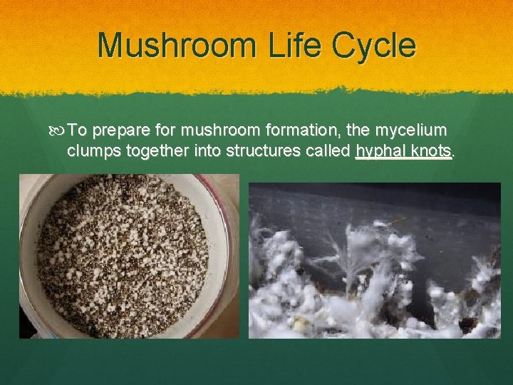 Mushroom Life Cycle To prepare for mushroom formation, the mycelium clumps together into structures