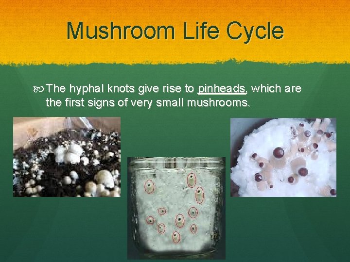 Mushroom Life Cycle The hyphal knots give rise to pinheads, which are the first