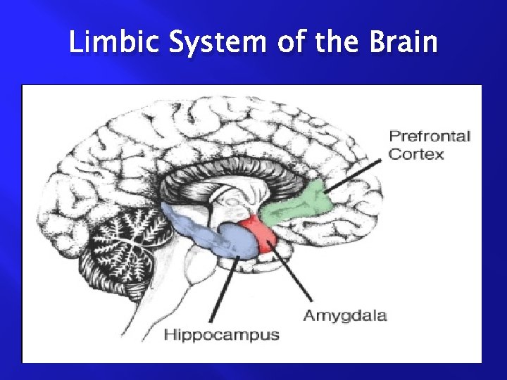Limbic System of the Brain 