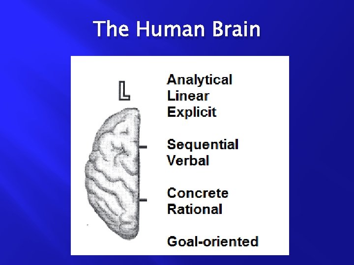 The Human Brain 