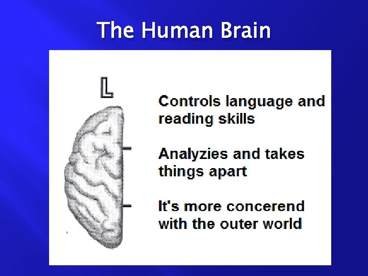 The Human Brain 