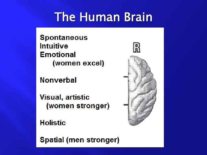 The Human Brain 