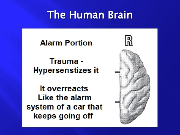 The Human Brain 