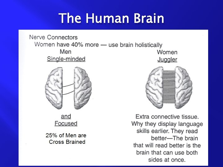 The Human Brain 