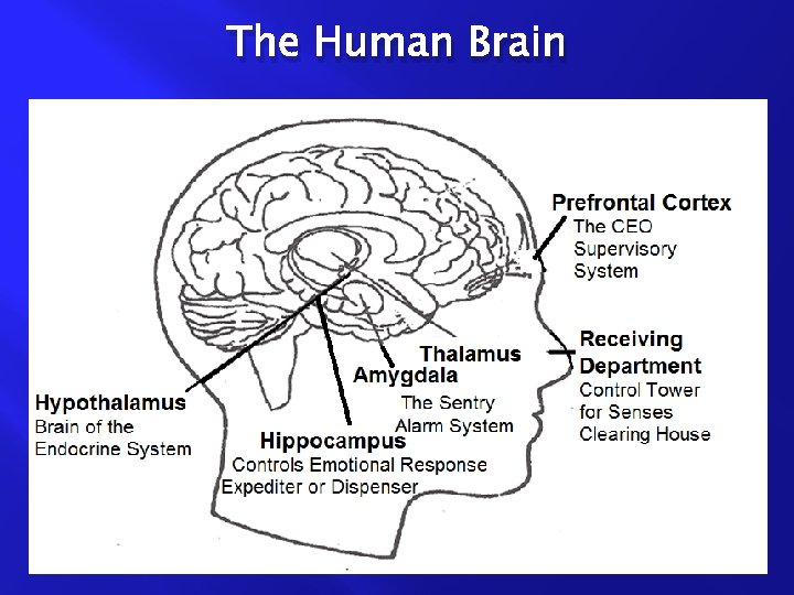 The Human Brain 