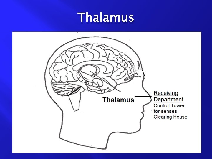 Thalamus 