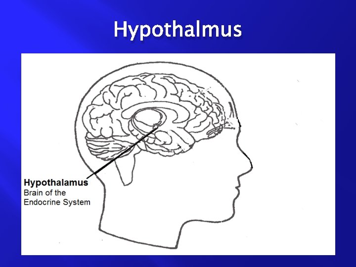 Hypothalmus 