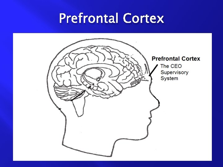 Prefrontal Cortex 