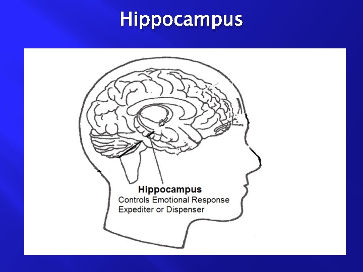 Hippocampus 