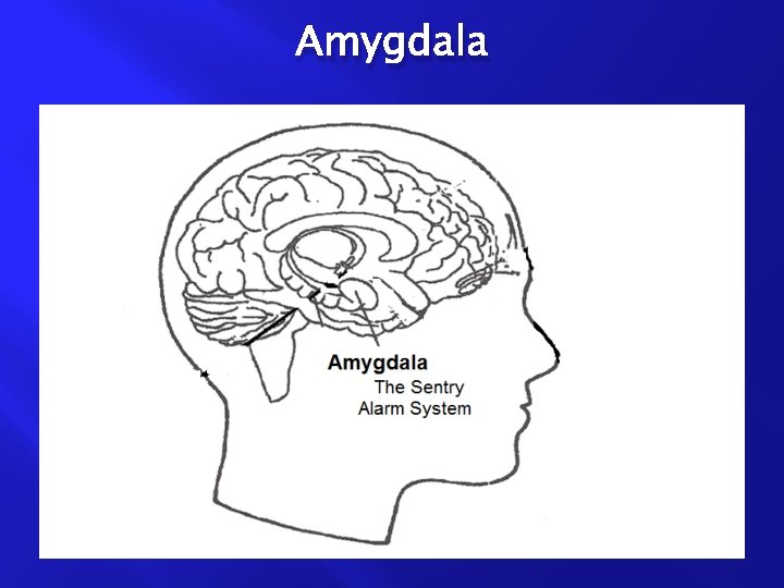 Amygdala 