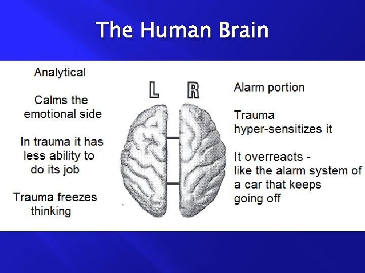 The Human Brain 