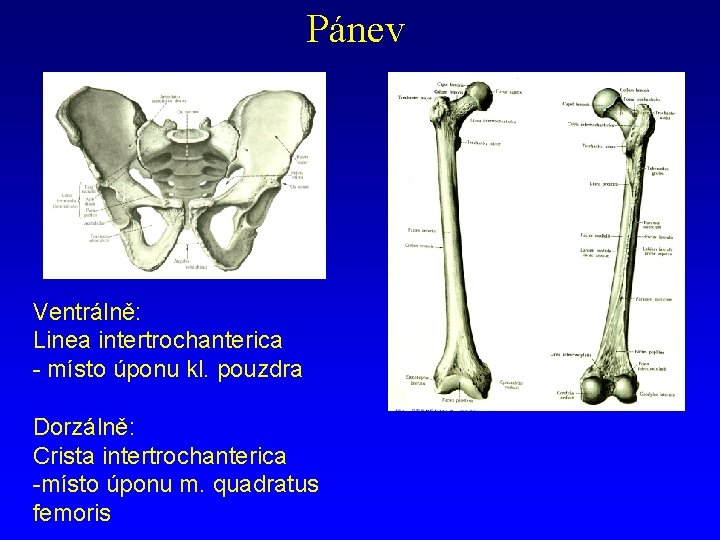 Pánev Ventrálně: Linea intertrochanterica - místo úponu kl. pouzdra Dorzálně: Crista intertrochanterica -místo úponu