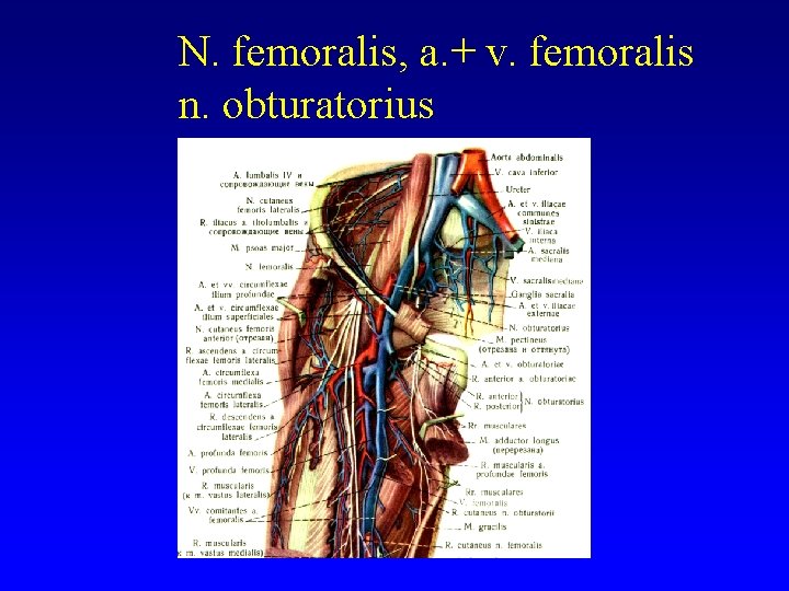 N. femoralis, a. + v. femoralis n. obturatorius 