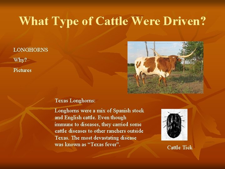 Cattle Drives A Visual History Beginnings of the