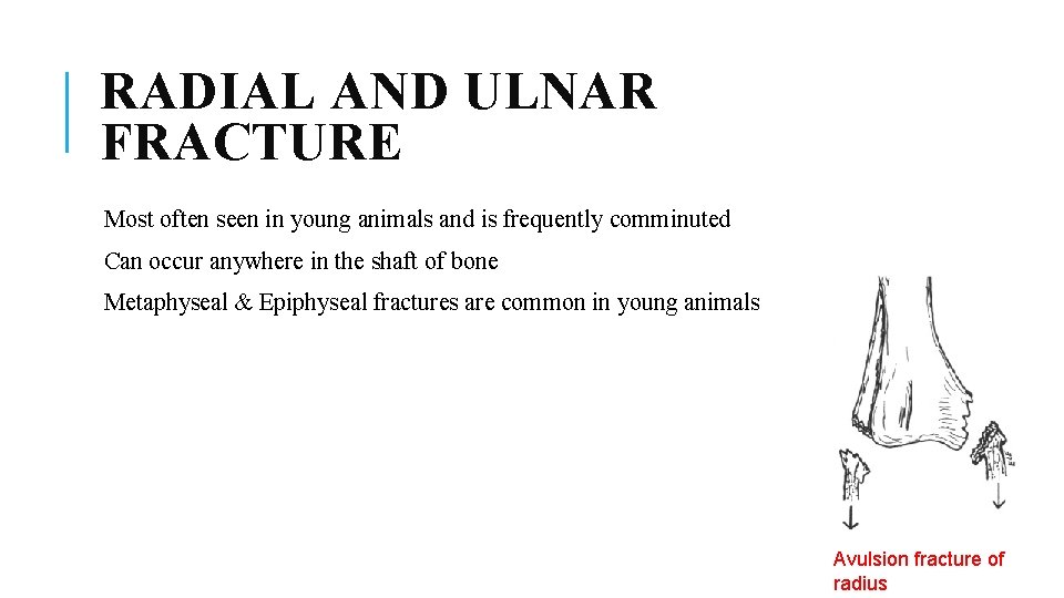 RADIAL AND ULNAR FRACTURE Most often seen in young animals and is frequently comminuted