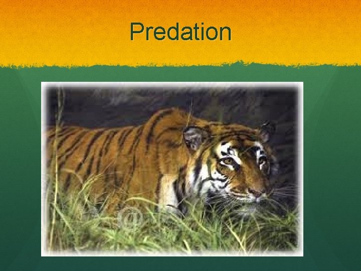 Predation 
