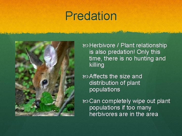 Predation Herbivore / Plant relationship is also predation! Only this time, there is no