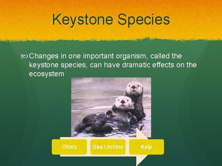Keystone Species Changes in one important organism, called the keystone species, can have dramatic
