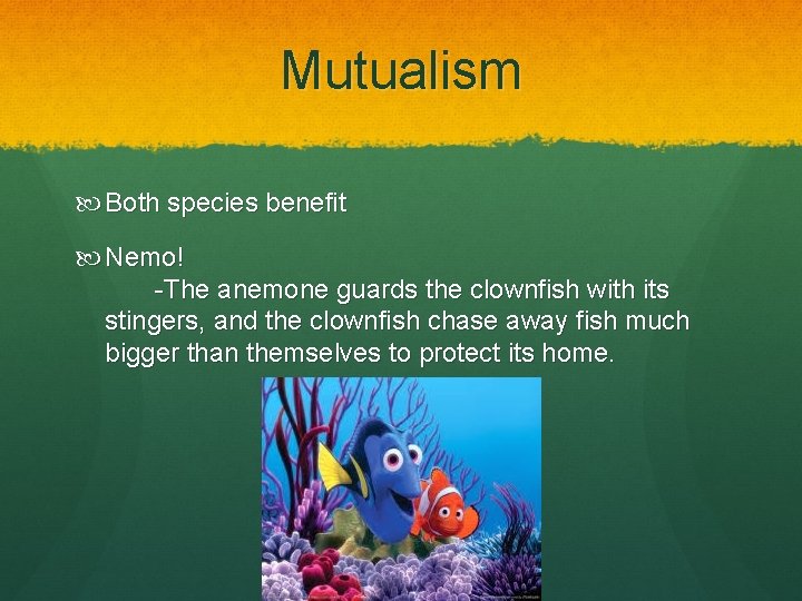 Mutualism Both species benefit Nemo! -The anemone guards the clownfish with its stingers, and