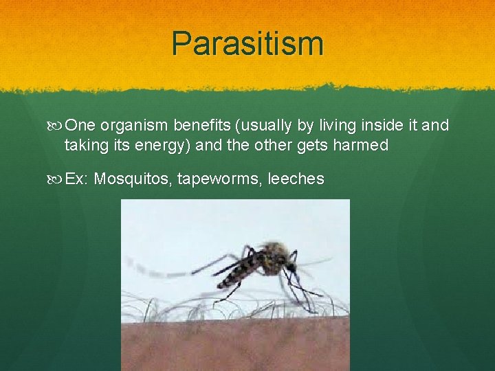 Parasitism One organism benefits (usually by living inside it and taking its energy) and