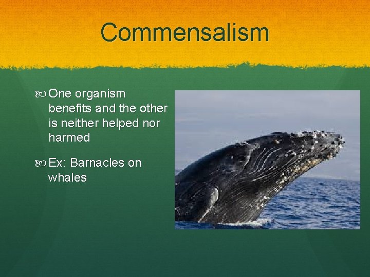 Commensalism One organism benefits and the other is neither helped nor harmed Ex: Barnacles