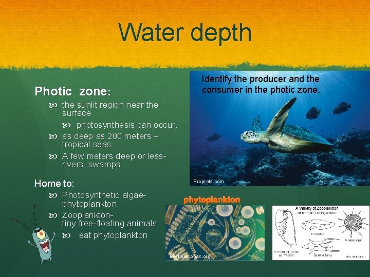 Water depth Identify the producer and the consumer in the photic zone. Photic zone: