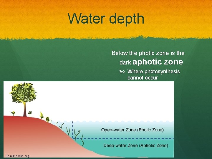 Water depth Below the photic zone is the dark aphotic zone Where photosynthesis cannot