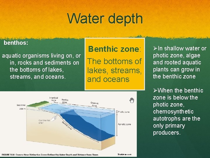 Water depth benthos: aquatic organisms living on, or in, rocks and sediments on the