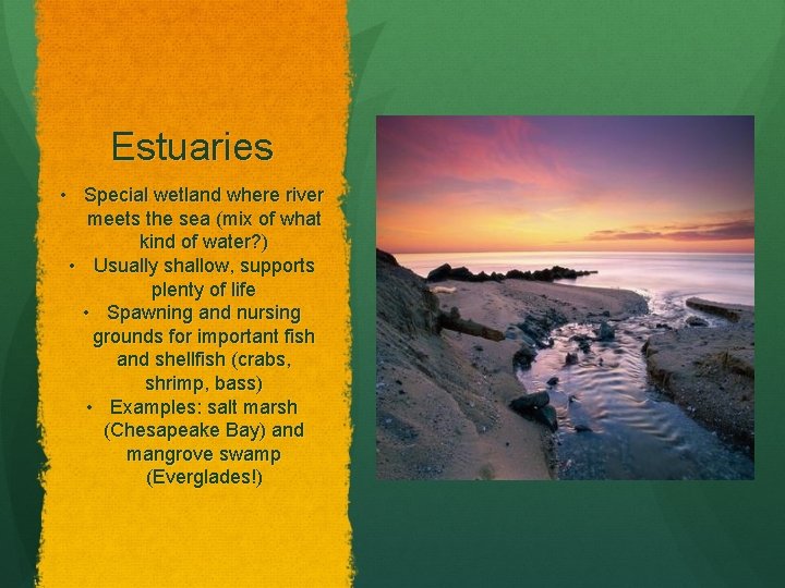 Estuaries • Special wetland where river meets the sea (mix of what kind of