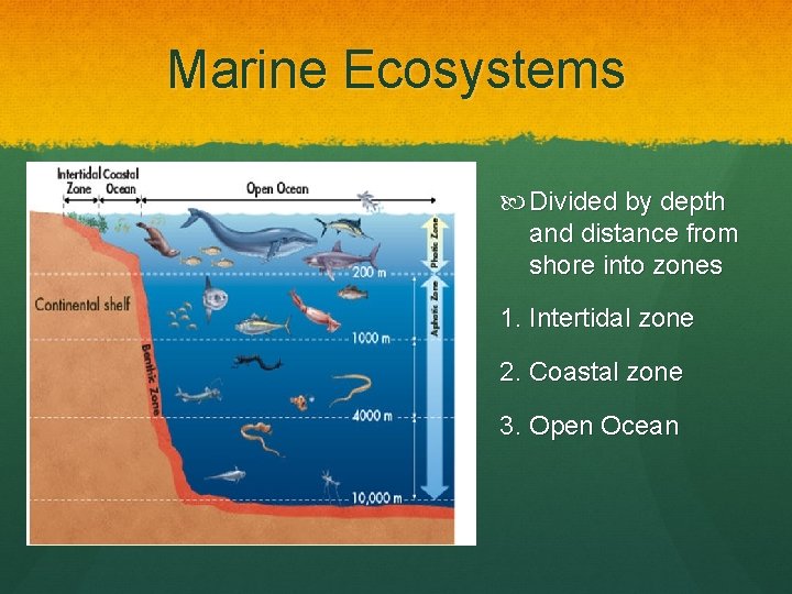 Marine Ecosystems Divided by depth and distance from shore into zones 1. Intertidal zone