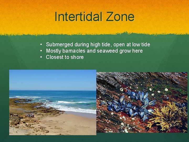 Intertidal Zone • Submerged during high tide, open at low tide • Mostly barnacles