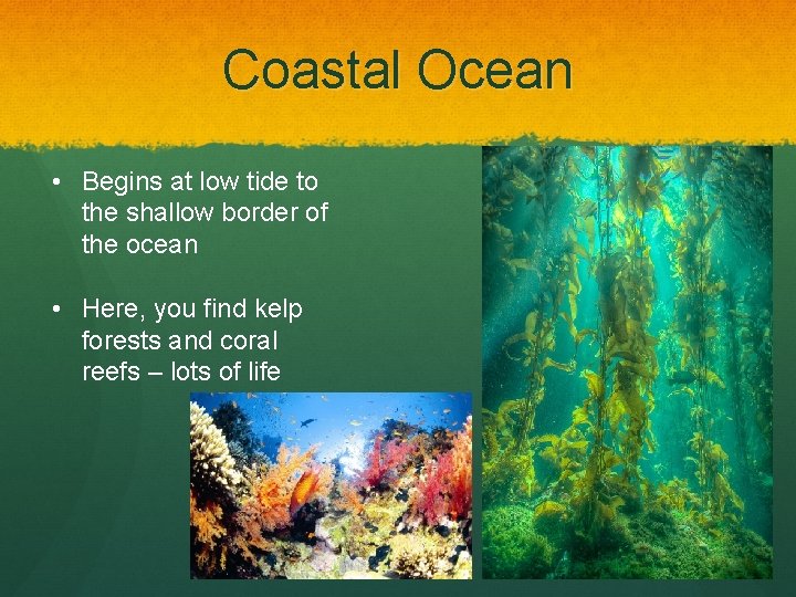 Coastal Ocean • Begins at low tide to the shallow border of the ocean